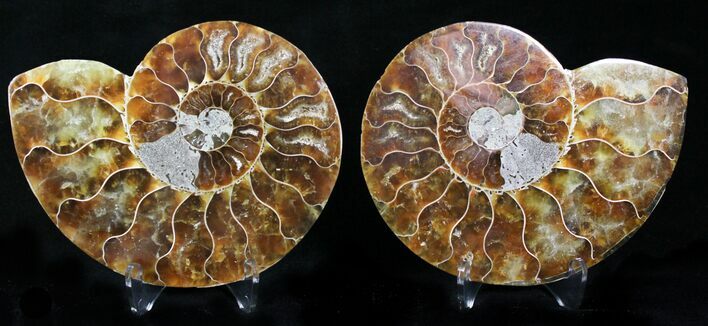 Polished Ammonite Pair - Million Years #22242
